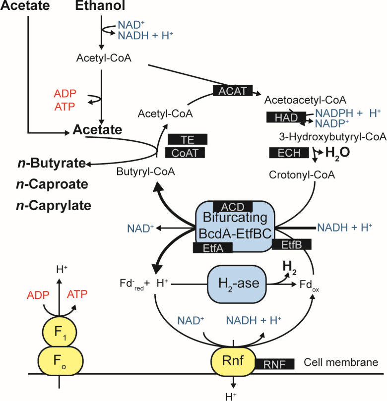 An illustration details a biochemical pathway converting acetyl-CoA to ethanol, acetate, n-butyrate, n-caproate, and n-caprylate, highlighting key enzymes and cofactors and explaining electron and proton flow.