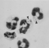 FIG. 8.