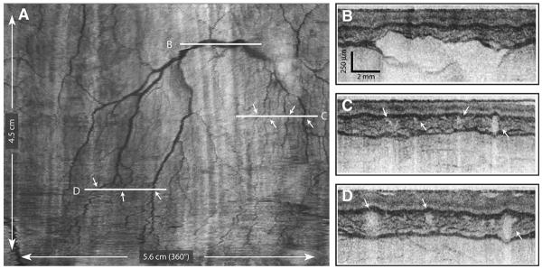 Figure 6