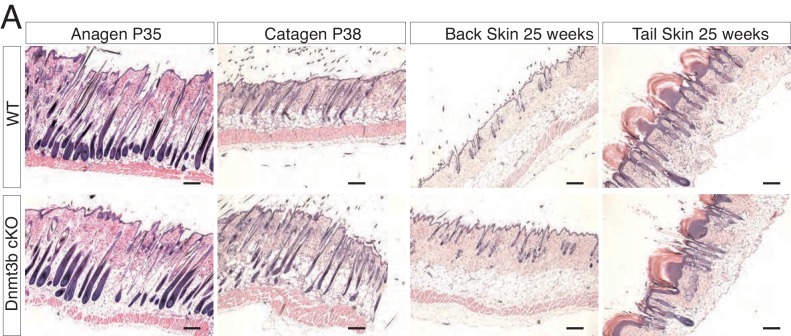 Figure 2—figure supplement 1.