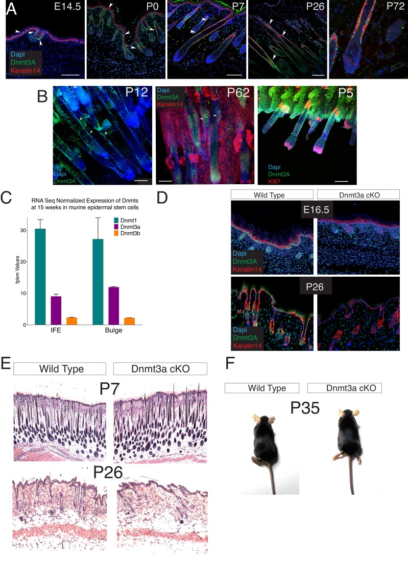 Figure 1—figure supplement 1.