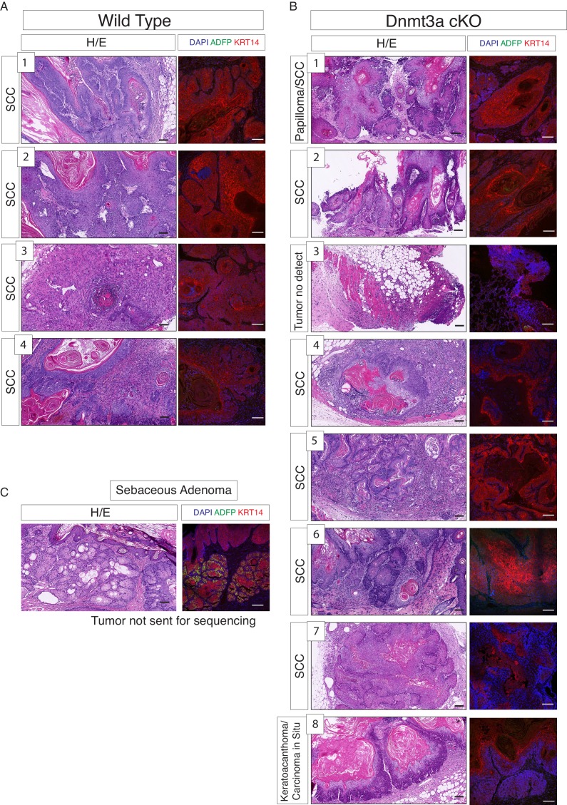 Figure 3—figure supplement 1.