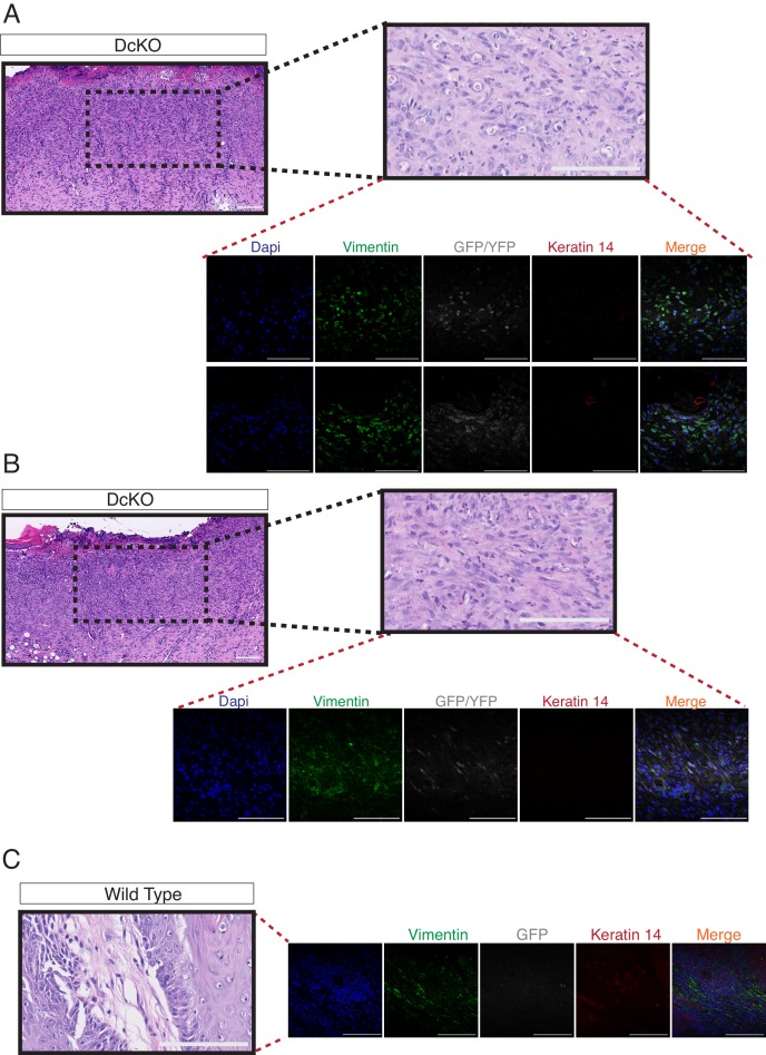 Figure 2—figure supplement 6.