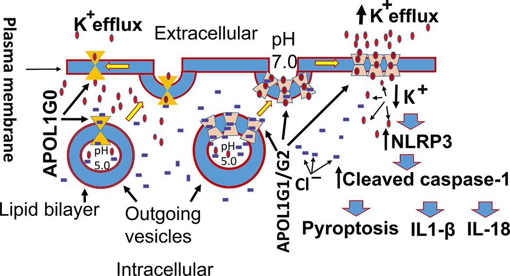 Figure 12.