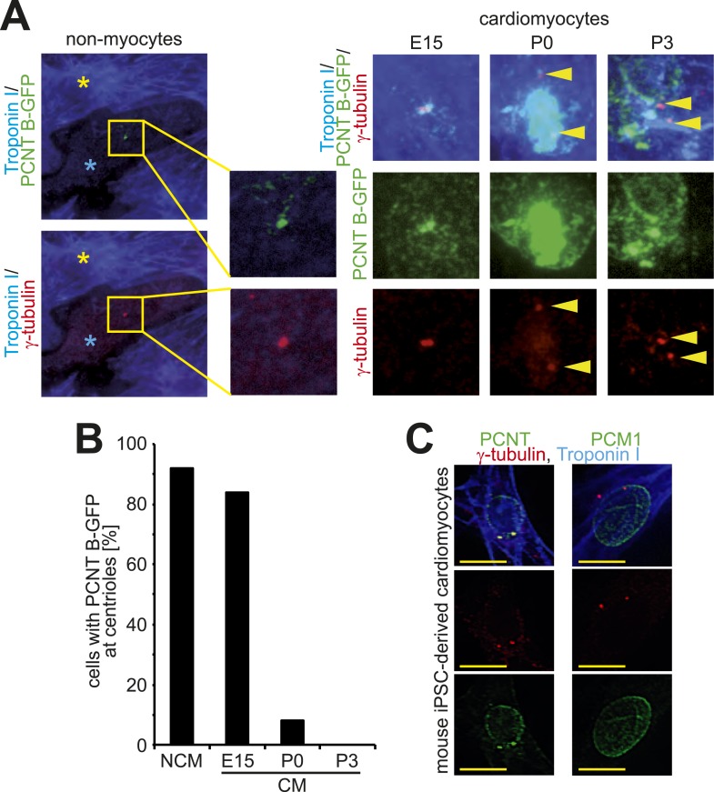 Figure 1—figure supplement 2.