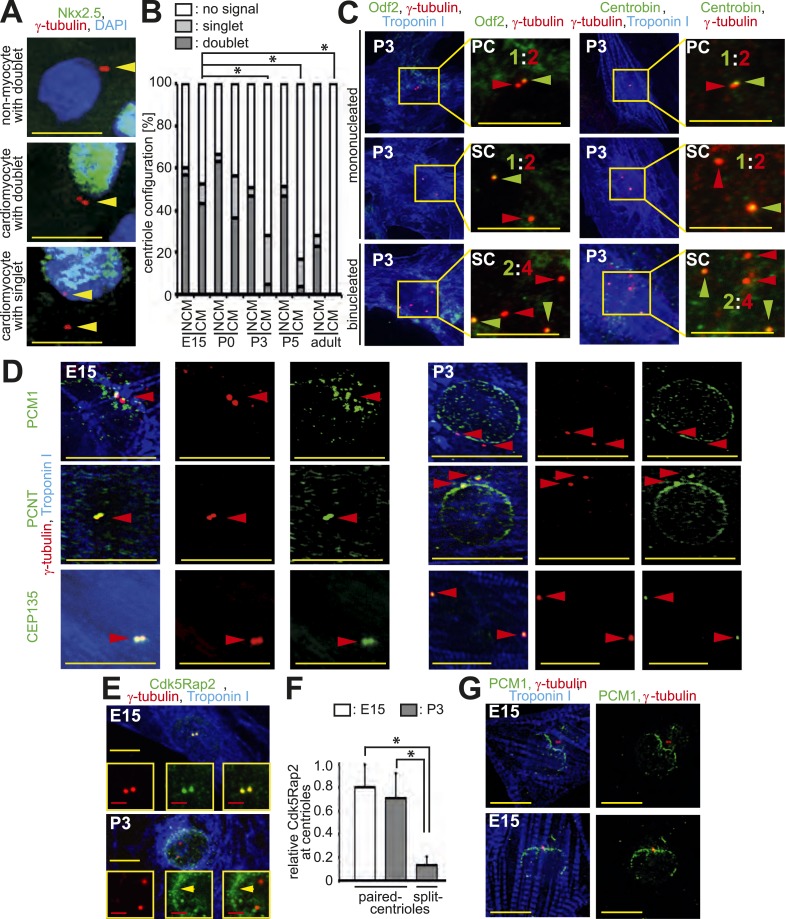 Figure 1—figure supplement 1.