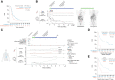 Figure 1. IHC, ctDNA, and 89Zr-trastuzumab PET imaging predict durable clinical benefit from trastuzumab, pembrolizumab, and chemotherapy. A, PFS of patients stratified according to baseline testing into HER2+ (IHC 3+ expression) or “indeterminate/heterogeneous” (IHC 2+/FISH+ or heterogeneous expression between disease sites or between testing at MSK and another site). B, Timeline of disease evolution in a patient who remains on therapy for over 30 months after a rapid and durable response. The patient had homogeneous high pretreatment 89Zr-trastuzumab PET avidity in all sites (right) and clearance of ctDNA after pembrolizumab and trastuzumab induction. Tumor burden (cumulative unidimensional lesion measurements) declined in conjunction with ctDNA. Lesion-level unidimensional measurements and post-induction 89Zr-trastuzumab PET demonstrated response in all lesions. C, Timeline of a patient who had a HER2+ primary tumor and HER2− metastatic biopsy at baseline, and no ERBB2 amplification in tissue or ctDNA at any time. ctDNA maxVAF and tumor burden increased with pembrolizumab and trastuzumab induction, followed by decline once chemotherapy was added. Several lesions were trastuzumab-non-avid by 89Zr-trastuzumab PET (dashed lines), and a mixed response in a celiac lymph node and increasing ctDNA maxVAF at 4 months were identified prior to RECIST progression. FGFR2 amplification was detected in ctDNA at baseline, which likely contributed to resistance along with intertumoral HER2 heterogeneity. D, PFS of patients in whom ctDNA was cleared by 9 weeks versus those with persistent ctDNA. E, PFS of patients with uniform response at 9 weeks versus those with mixed responses.