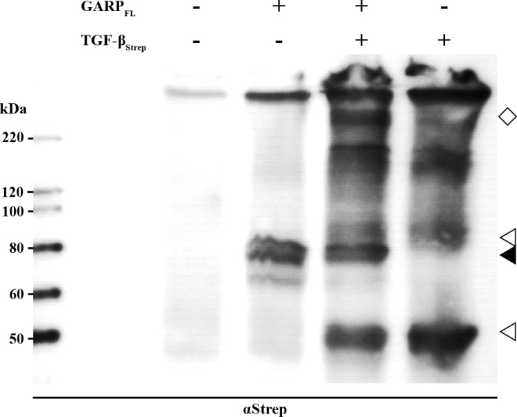 Fig 5