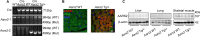 Figure 3—figure supplement 1.