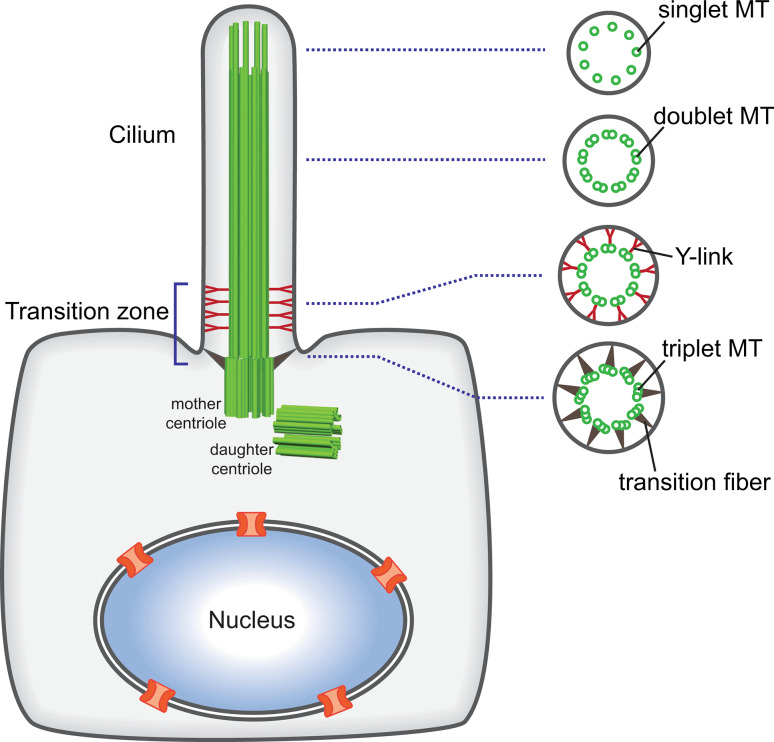 Fig. 1