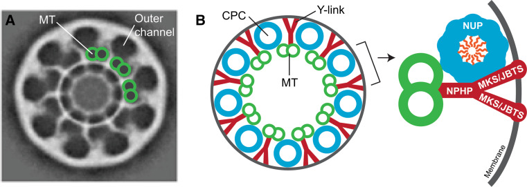 Fig. 4