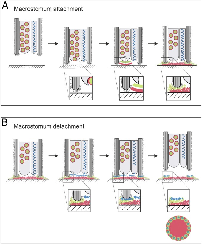 Fig. 6.