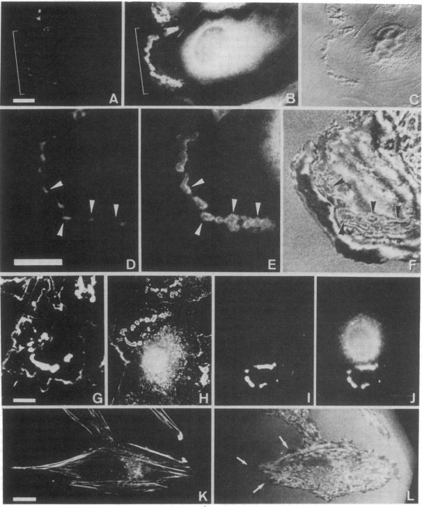 graphic file with name pnas00254-0193-a.jpg