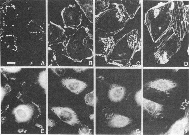 graphic file with name pnas00254-0194-a.jpg