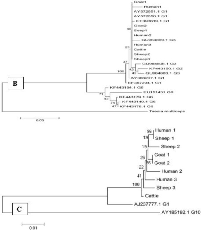 Fig. 5: