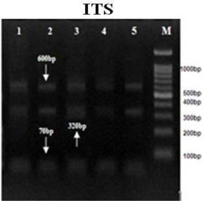 Fig. 3: