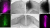 Fig. 8