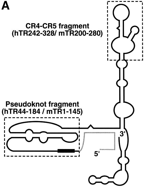 graphic file with name cdg024f1a.jpg