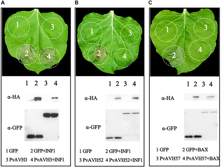 FIGURE 3