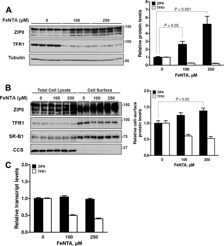 FIGURE 6.