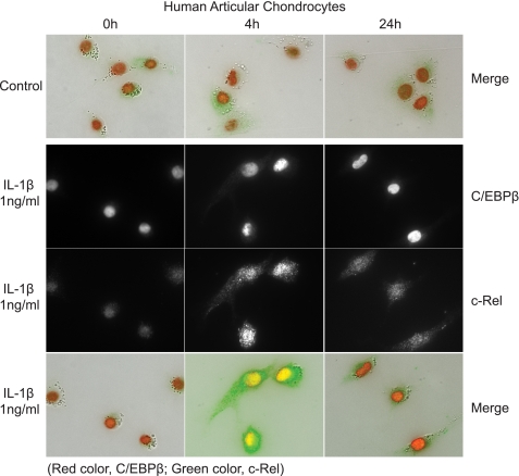 FIGURE 12.