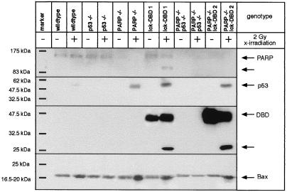 FIG. 8