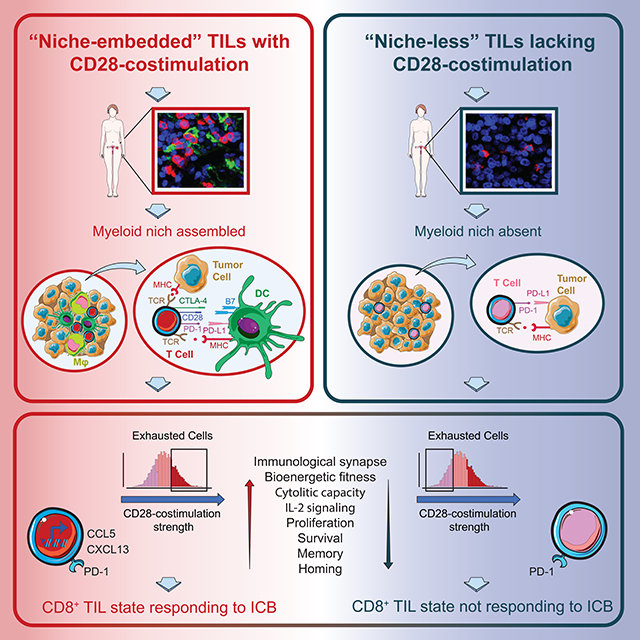 Myeloid Antigen-Presenting Cell Niches Sustain Antitumor T Cells and ...