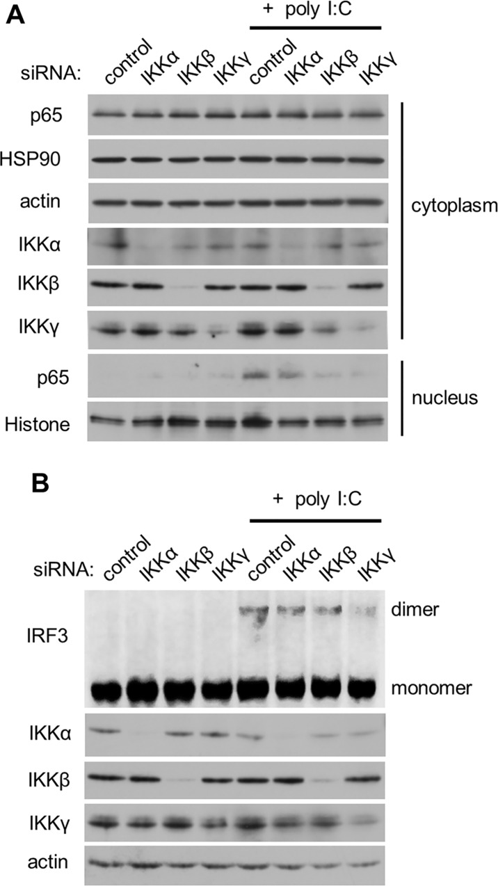 Fig 5