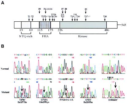 Figure  1