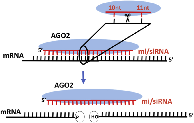 Fig. 2