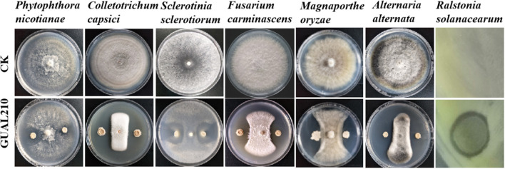 Figure 11