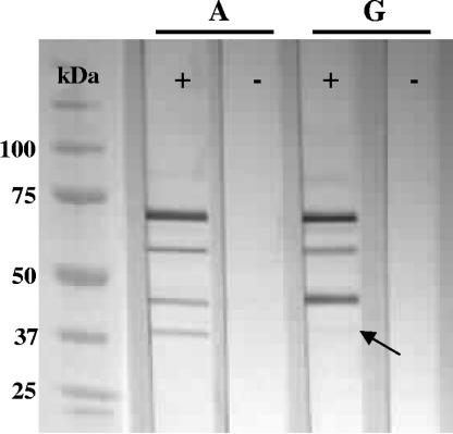 FIG. 4.