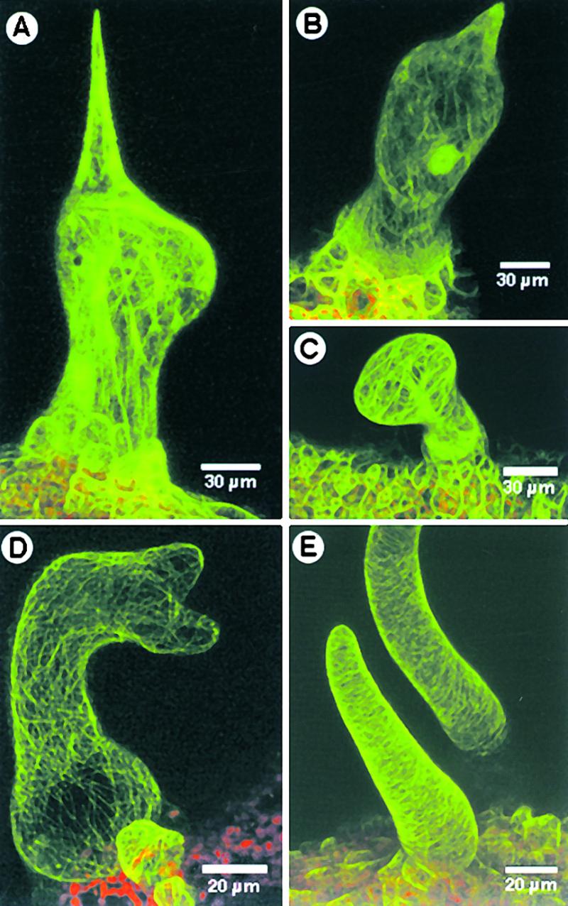 Figure 6.