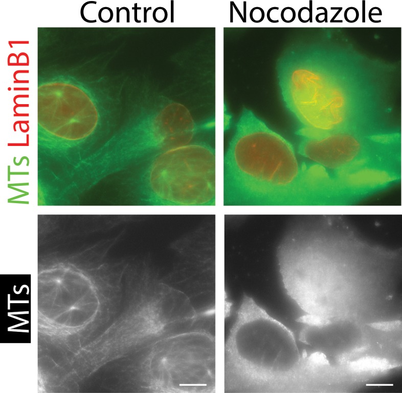 Figure 1—figure supplement 3.