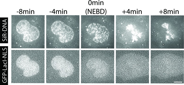 Figure 1—figure supplement 1.