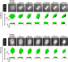 Figure 1—figure supplement 4.