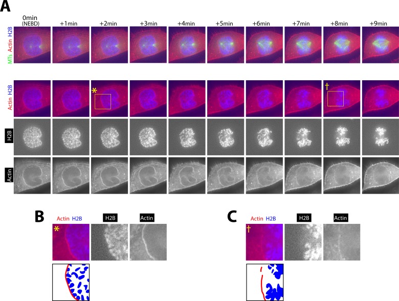 Figure 2—figure supplement 2.