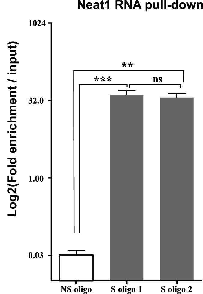 Figure 4—figure supplement 2.