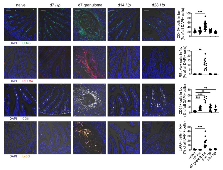 Figure 2—figure supplement 3.