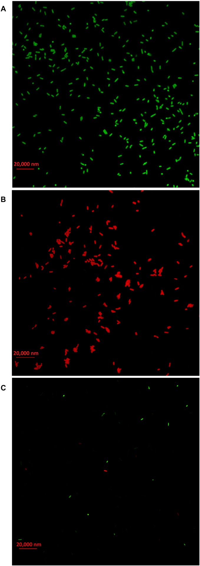 FIGURE 10