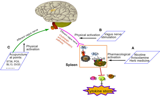 Graphical Abstract