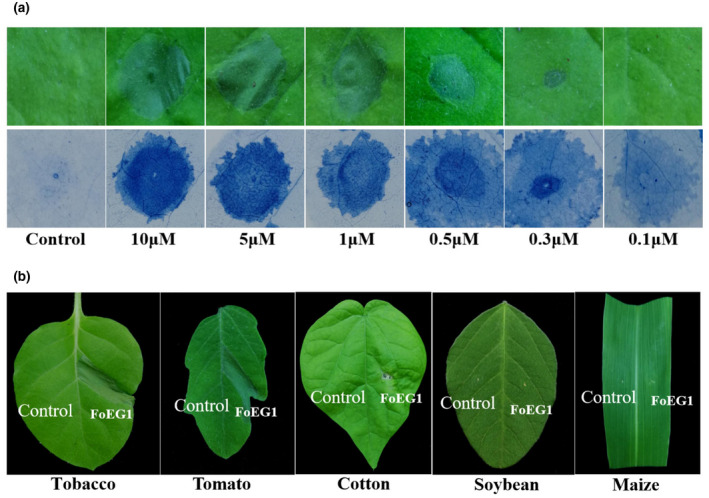 FIGURE 2