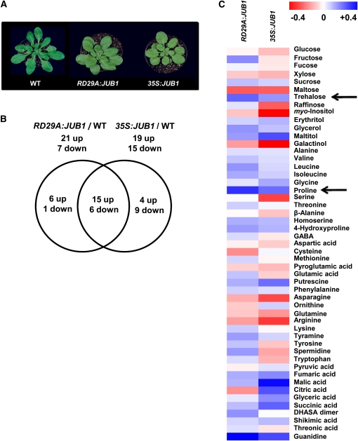 Figure 11.