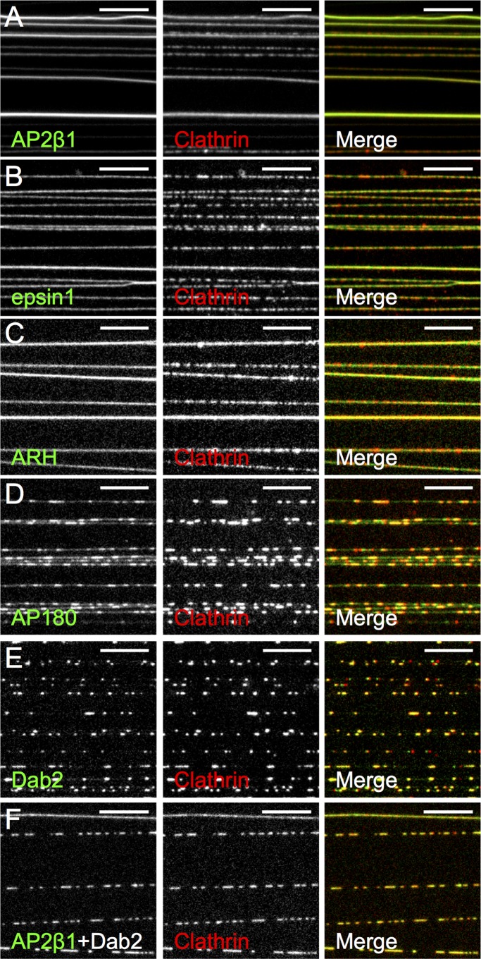 FIGURE 2: