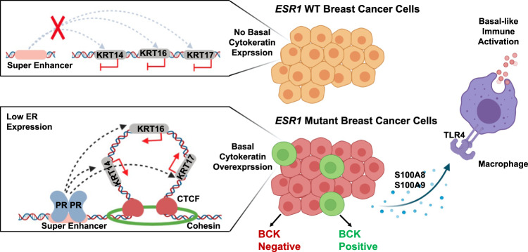 ESR1 Mutant Breast Cancers Show Elevated Basal Cytokeratins And Immune ...