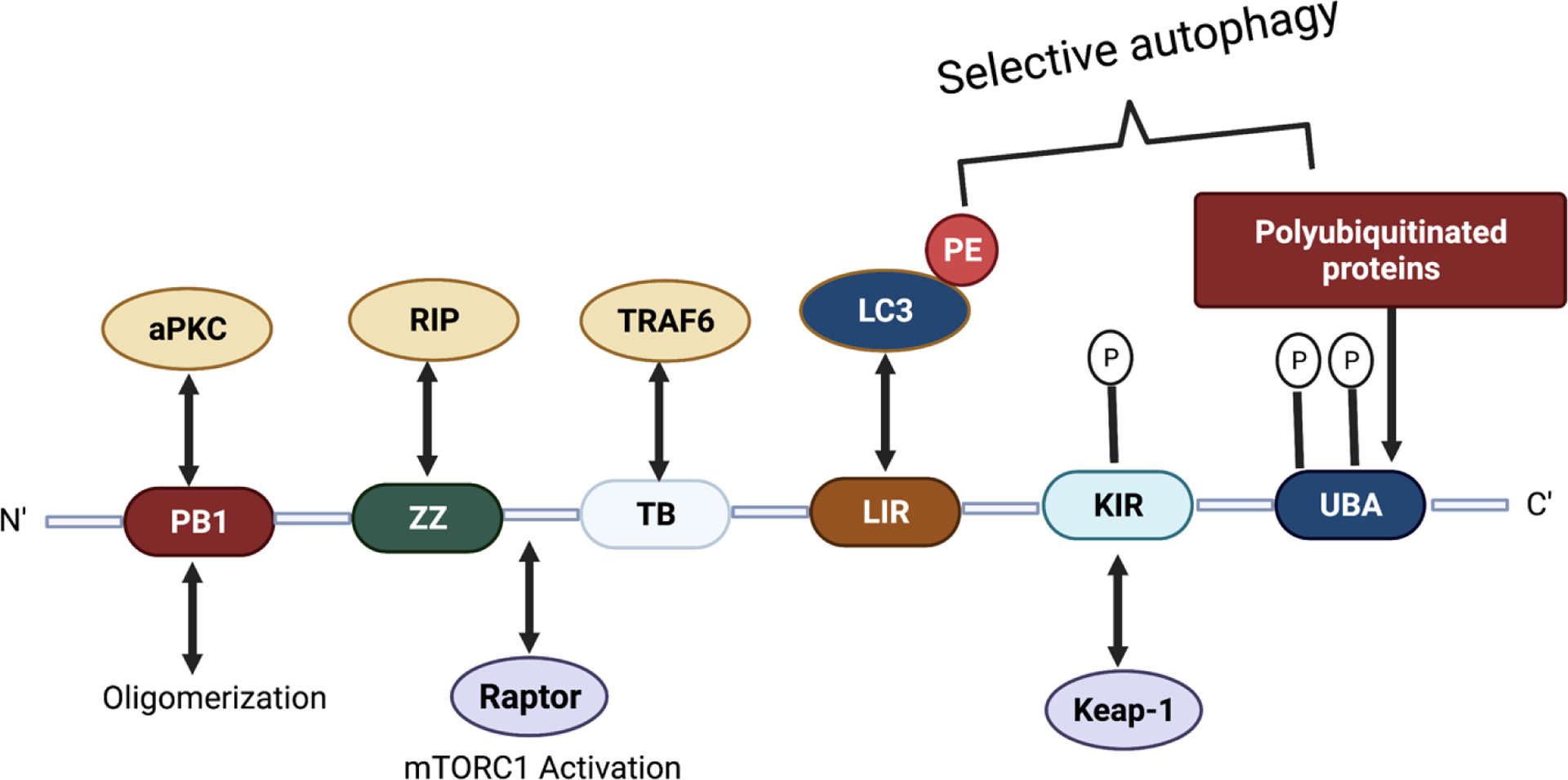 Figure 2: