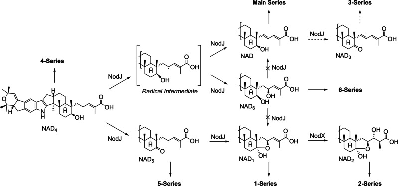 Scheme 2