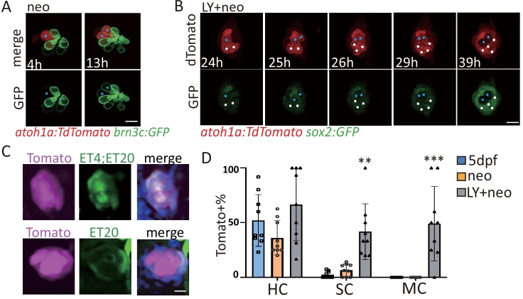 Figure 5—figure supplement 1.