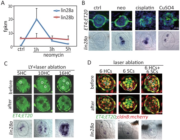 Figure 2—figure supplement 1.