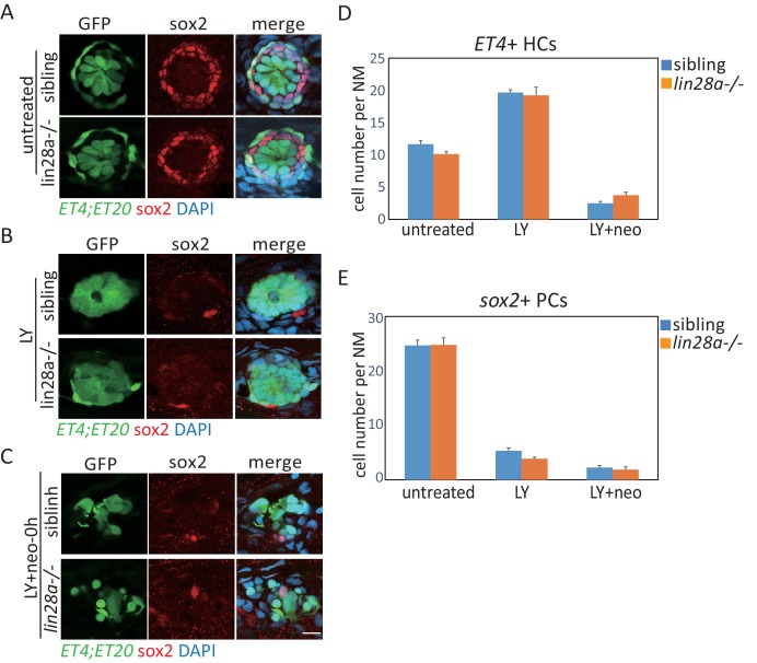 Figure 3—figure supplement 2.